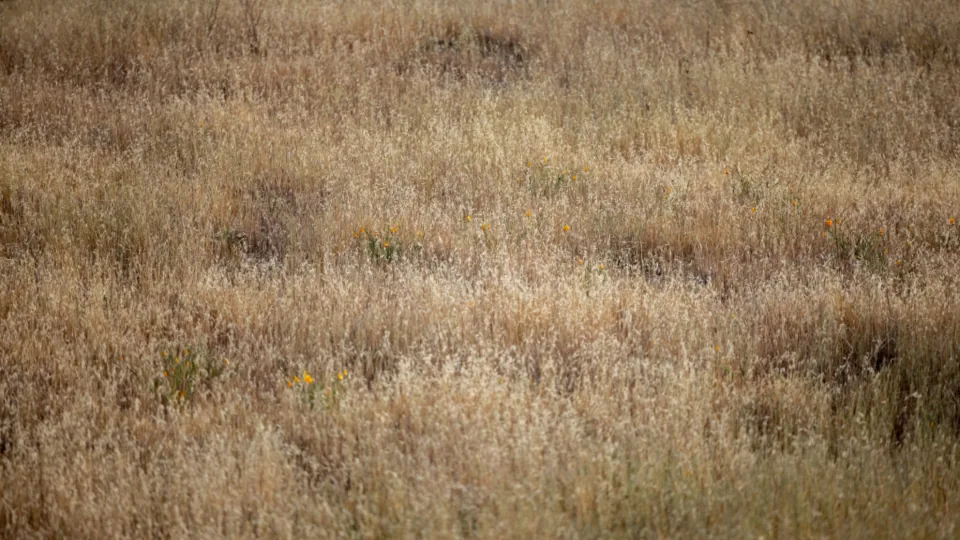 Campo de capim seco e amarelado, típico do período de estiagem